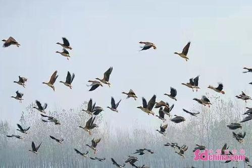 国产百鸟在线视频播放,国产视频平台绽放多彩视听盛宴