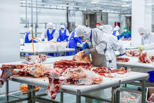 国产和牛屠宰加工视频,匠心独运，品质见证